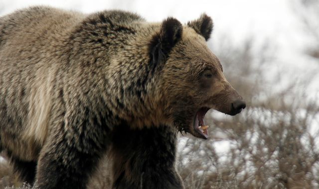 Woman Found Dead After Suspected Grizzly Bear Attack In Montana 2283