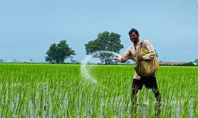 'Some will go hungry, some will starve': Global rice shortages feared after India bans... - Vimarsana News