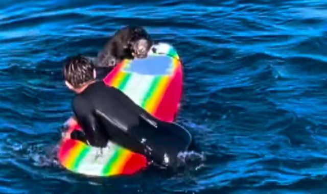 'Aggressive' sea otter caught on camera stealing surfboards in ...