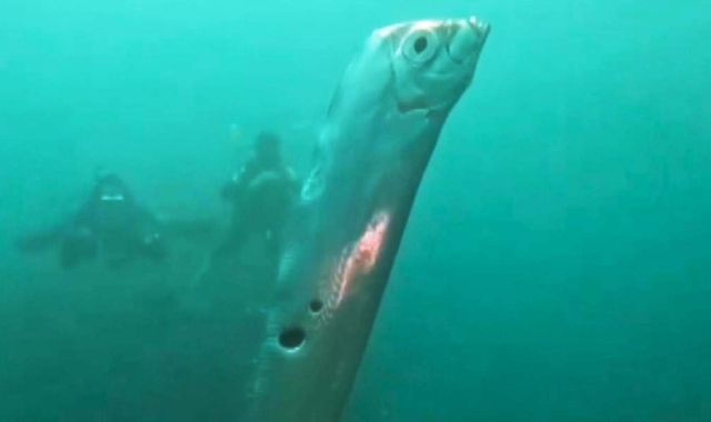 Rare deep sea oarfish known as 'harbinger of doom' spotted off Taiwan ...