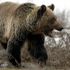 Woman found dead after suspected grizzly bear attack in Montana