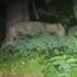 The 'lioness' on the loose in Berlin isn't what we first thought