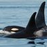 How killer whale mothers keep their calves out of fights