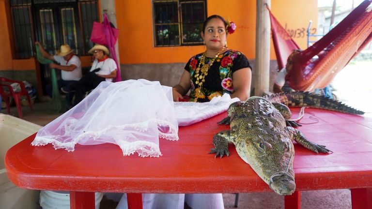 Meksikalı belediye başkanı bolluk için timsahla evlendi