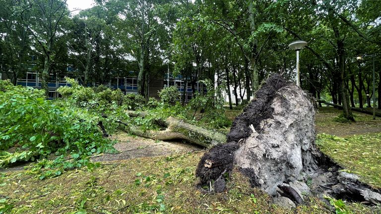 A fallen tree is seen after a storm hit Amsterdam