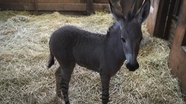 &#39;Critically endangered&#39; African wild ass born in Chile
