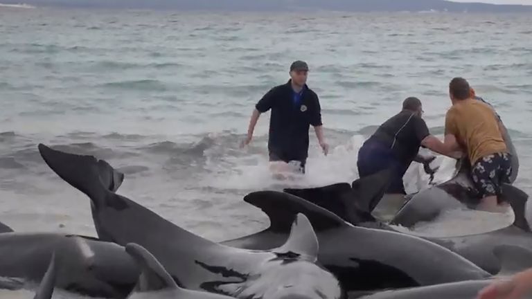 Hundreds of whales beached on New Zealand islands - ABC News