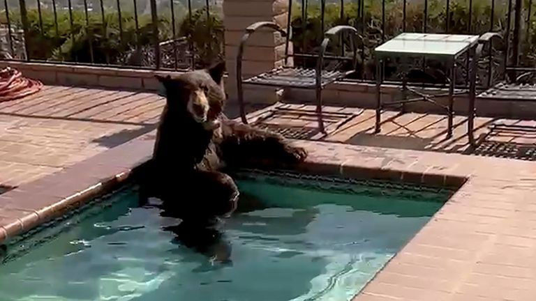 In this image taken from video provided by the Burbank Police Department, a bear sits in a jacuzzi in the city of Burbank, Calif., on Friday, July 28, 2023. Burbank Police said the officers were responding to a sighting of the bear in the area when they found it enjoying a short dip at the residence in the city...s Paseo Redondo block. The bear afterward climbed over a wall and headed to a tree behind the home, police said in a statement Friday. (Burbank Police Department via AP)
