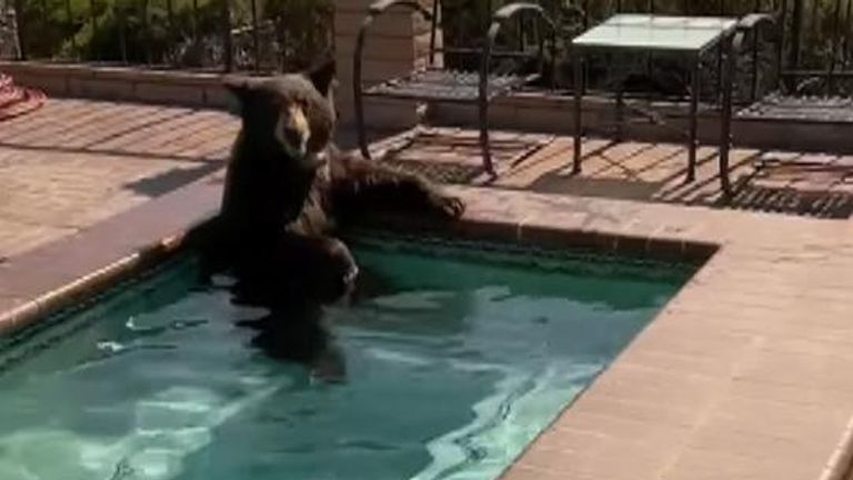 Bear cools off in pool