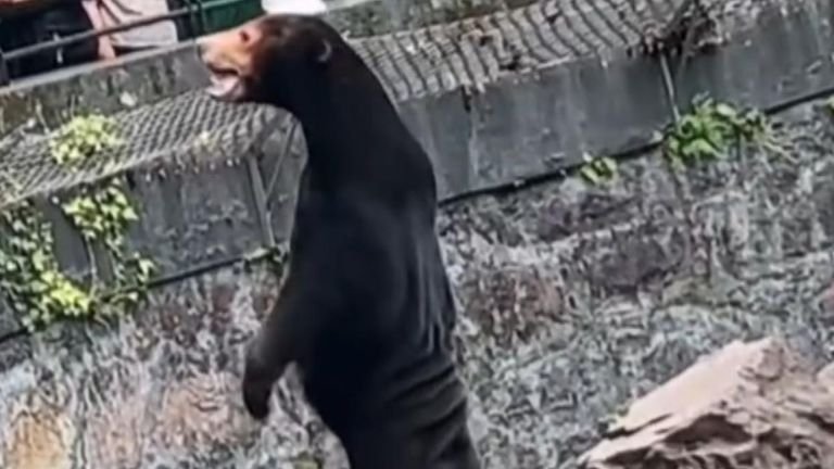 Bear at Hangzhou Zoo