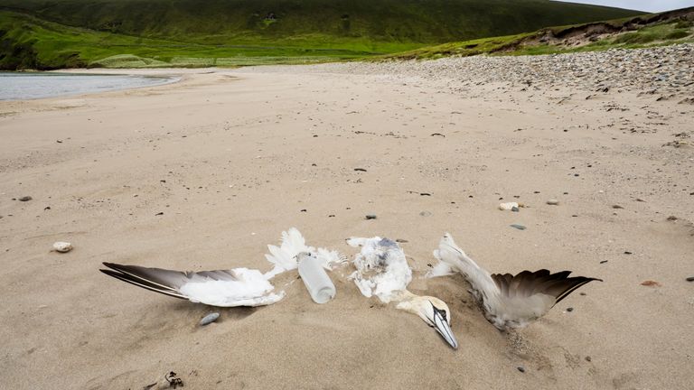 Northern gannet Morus bassanus, killed by bird flu at, thousands of seabirds were killed by birdflu on shetland in the summer of 2022, the disease spread from poultry farms in SE Asia, Tresta on Fetlar, Shetland, Scotland, July 2022. Pic: Ashley Cooper/RSPB