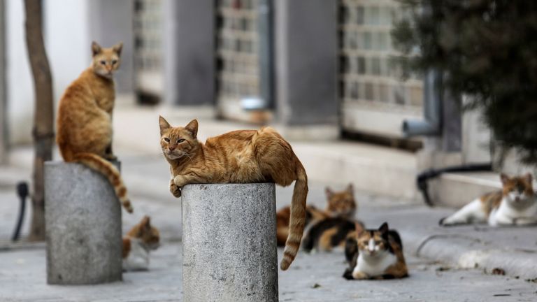 Stray cats in the old town of Nicosia, Cyprus
