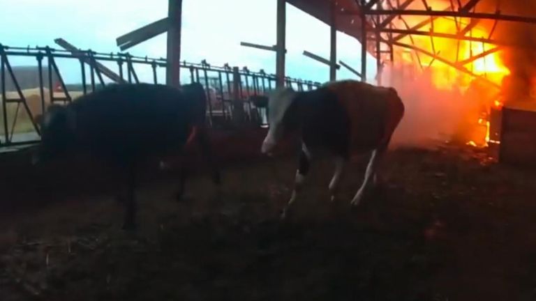 Cows trapped in a barn fire in Wisconsin