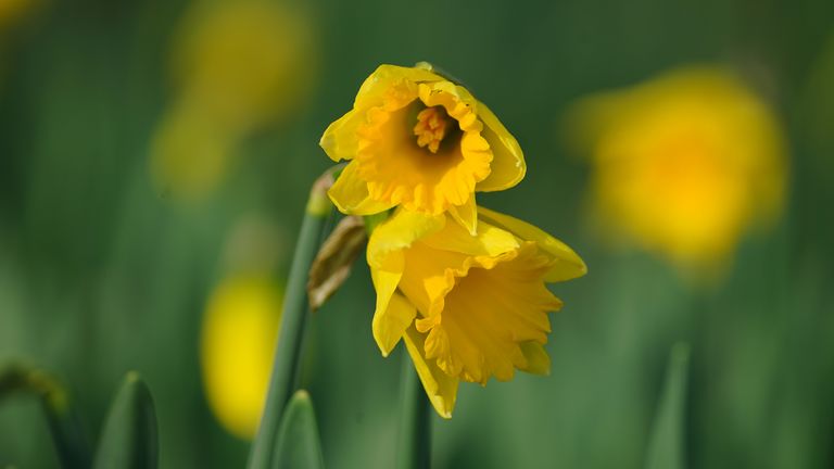 Daffodil