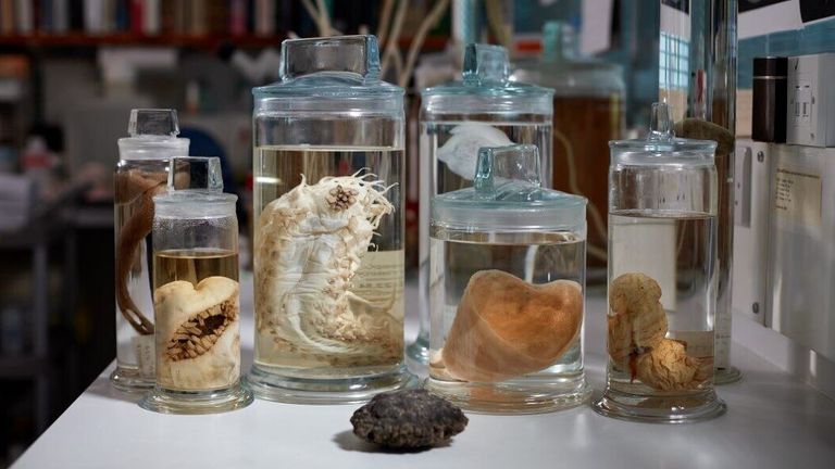 Some deep sea specimens. Pic: Natural History Museum