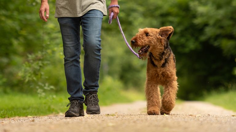 Airedale Terrier. Dog handler is walking with his odedient dog on a rural street in a forest.