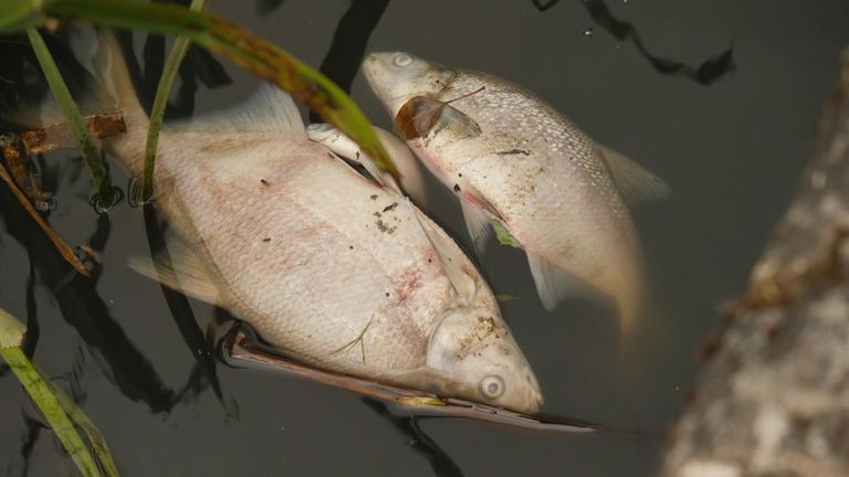 Fish dying from climate change in  solihull