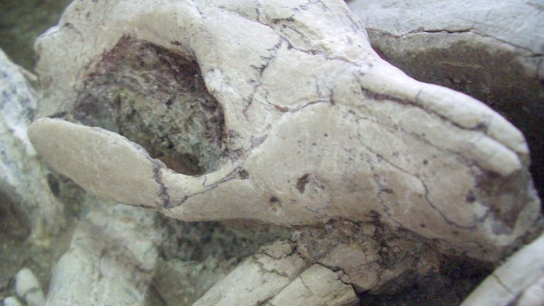 A  fossil showing Repenomamus biting the ribs of Psittacosaurus