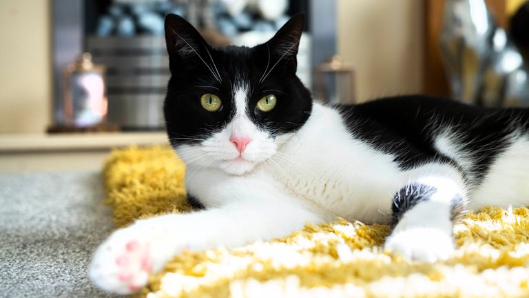 Genevieve Moss from Derbyshire, with her pet cat Zebby, who has been announced National Cat of the Year in the Cats Protection National Cat Awards