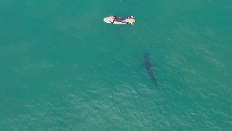 A Great White Shark swims near surfers at sea, at San Onofre beach, California in this screengrab obtained from a social media video released on July 8