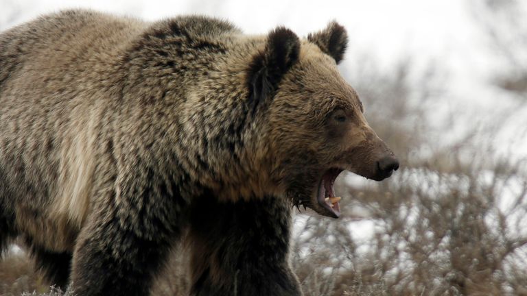 A grizzly bear roams through the Hayden Valley in Yellowstone National Park in Wyoming, May 18, 2014. The nearly 3,500 square mile park straddling the states of Wyoming, Montana and Idaho was founded in 1872 as America&#39;s first national park. Picture taken May 18, 2014. REUTERS/Jim Urquhart (UNITED STATES)
