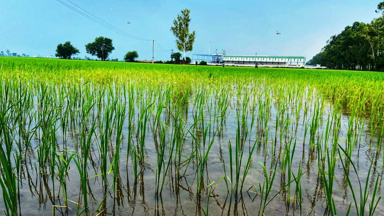 Haryana pirinç tarlası