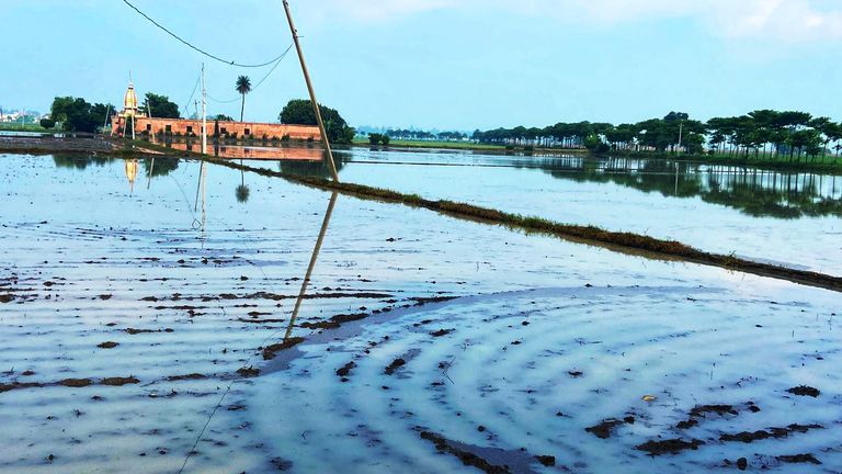 Haryana rice field