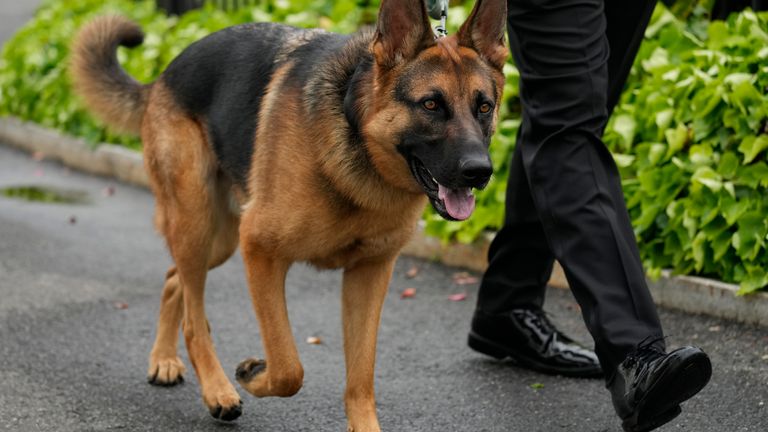 President Joe Biden&#39;s dog Commander, a German shepherd, is walked outside the West Wing of the White House in Washington, Saturday, April 29, 2023. (AP Photo/Carolyn Kaster)