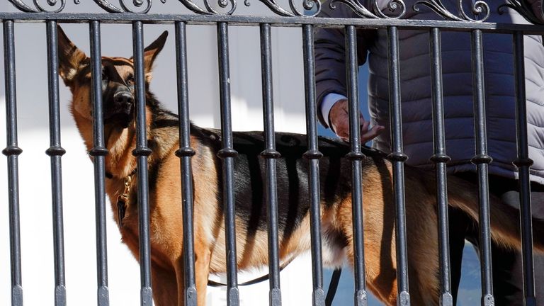 FILE - President Joe Biden&#39;s dog Commander looks out from the balcony during a pardoning ceremony for the national Thanksgiving turkeys at the White House in Washington, Nov. 21, 2022. Secret Service records show that President Joe Biden&#39;s dog Commander has bitten its officers stationed at the White House 10 times between October 2022 and January. At least one biting incident required a trip to the hospital for the injured officer. (AP Photo/Carolyn Kaster, File)