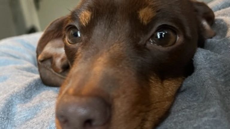 Twiglet: Kidnapped miniature dachshund reunited with owners after tip-off