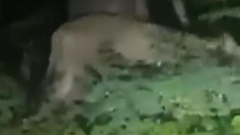Lioness on loose near Berlin