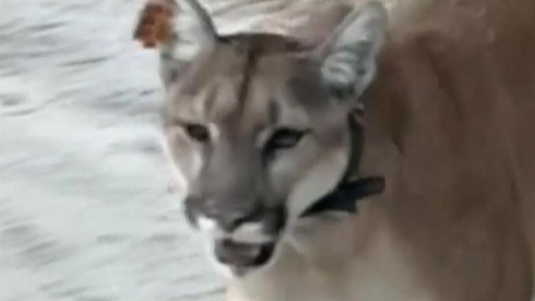 Mountain lion walks within four feet of a photographer in Orange County, US