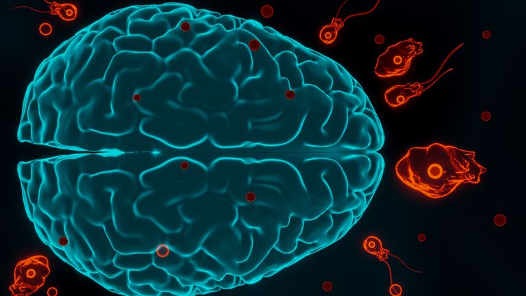 Naegleria fowleri attacking the brain. Pic: iStock