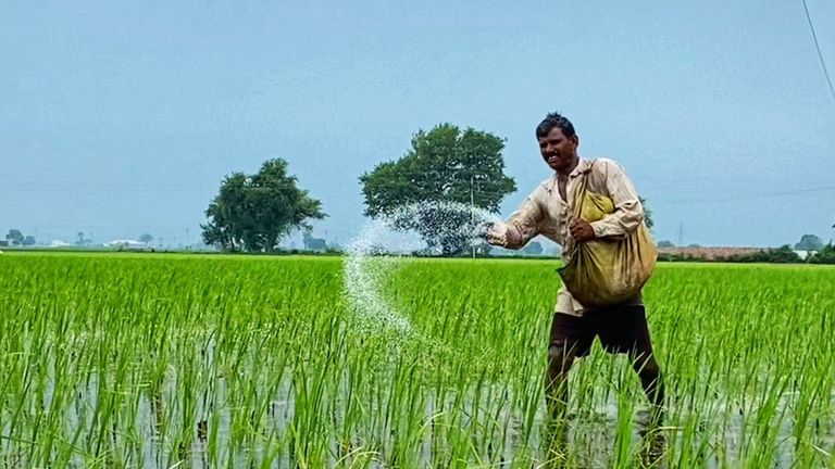 Haryana rice field