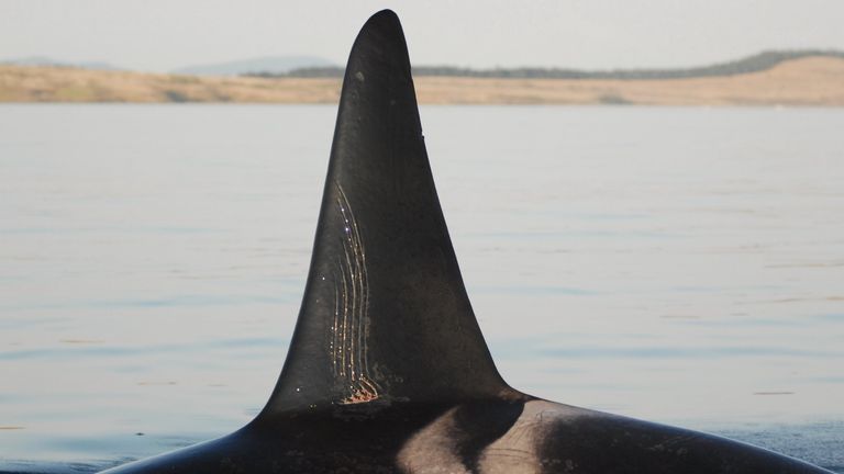 An adult male orca with tooth rake marks. Pic: David Ellifrit, Center for Whale Research