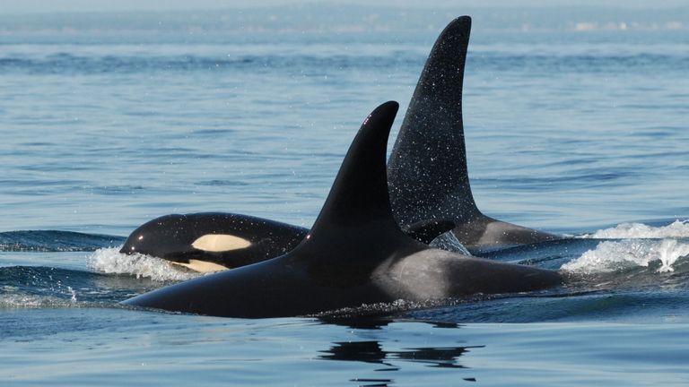 A post menopause female orca traveling with her adult son. Pic: Center for Whale Research
