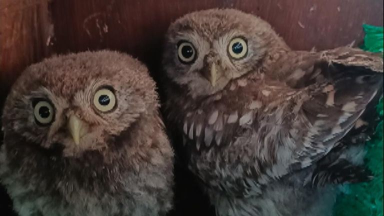 Two young owls found under the Pyramid Stage at Glastonbury - one during Guns N&#39; Roses&#39; headline set - have been named after members of the rock band.
