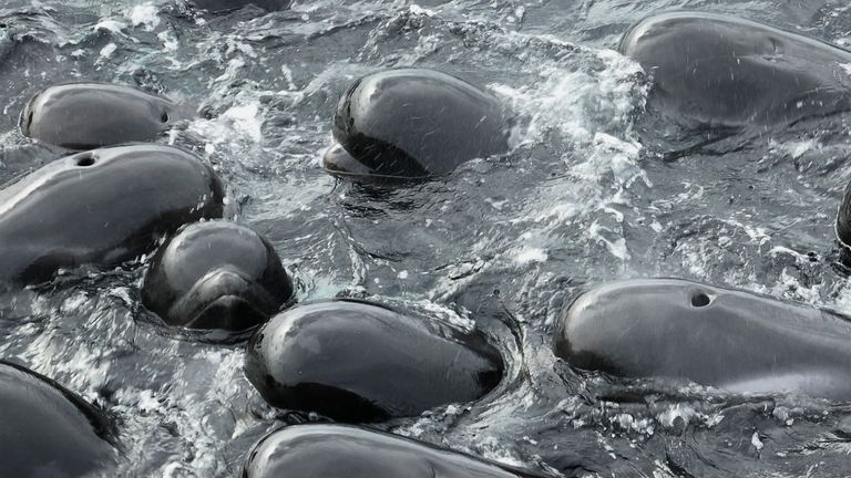 The pilot whales shortly before the stranding. Pic: AP