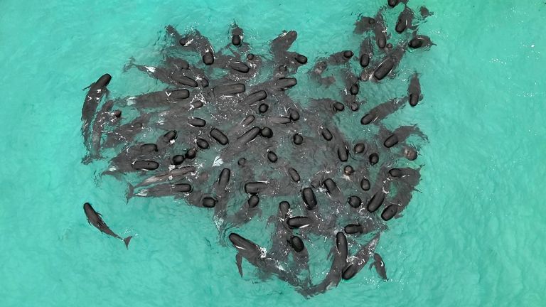 Pilot whales are highly social animals. Pic: AP