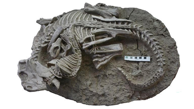 A Psittacosaurus attacked by Repenomamus 125 million years ago