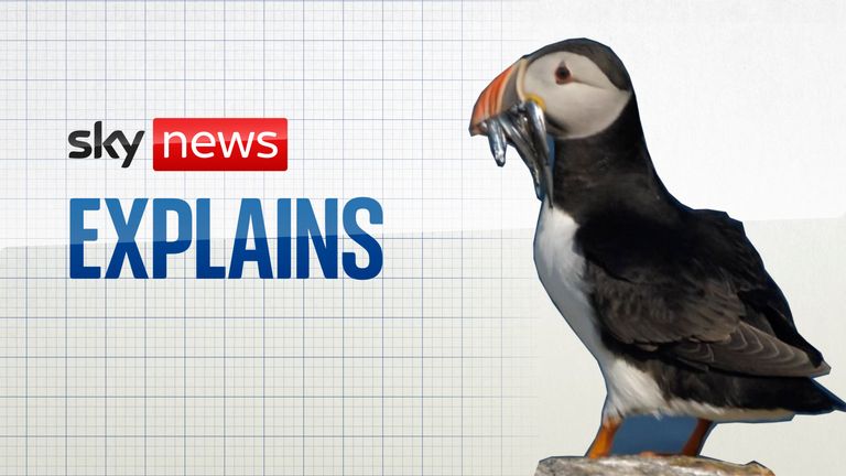 Tom Heap Explainer Puffins