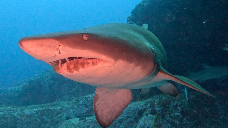 Sand sharks have been spotted off the coast of Long Island 
