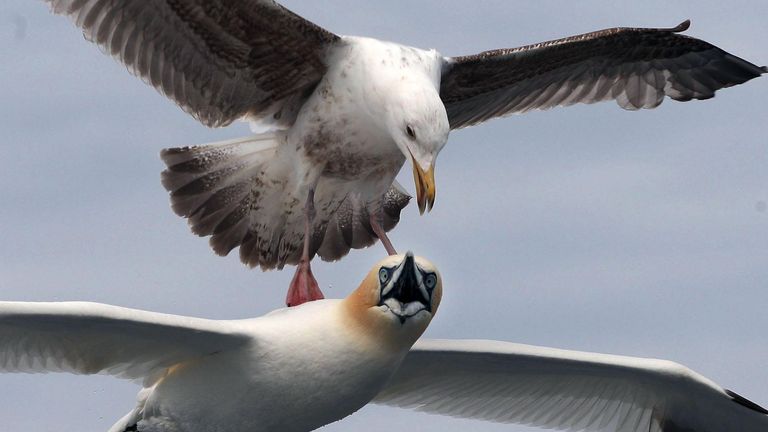 A Herring Gull attacks a Gannet looking for food around Bass Rock, the largest single island gannet colony in the world.