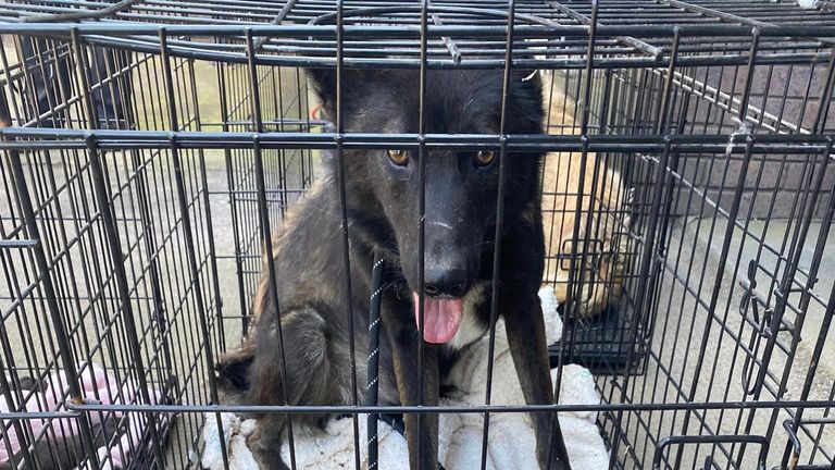 Lee Herron/Lost Dogs Dumfries and Galloway