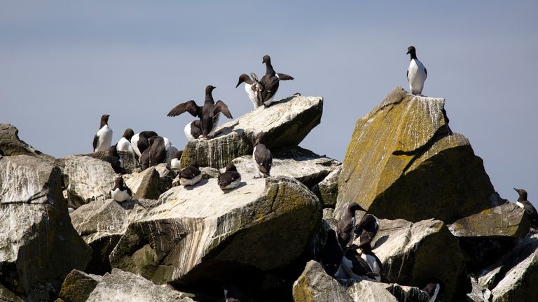 Guillemots on Lunga. Pic: National Trust for Scotland
