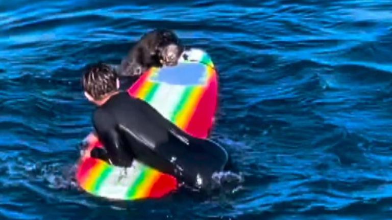 Surfer harassed by aggressive sea otter