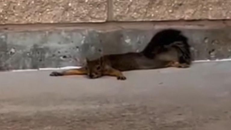 Park releases footage of a squirrel splooting on a cool paving slab in 2022