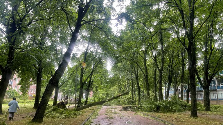 A fallen tree is seen after a storm hit Amsterdam