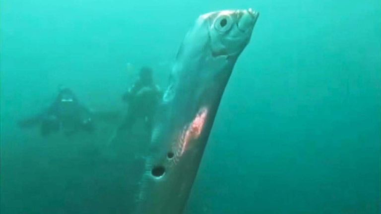 A giant oarfish was spotted in shallow waters off the northeast coast of Taiwan. In Japanese legend the fish are said to beach themselves ahead of earthquakes or tsunamis, however scientists dispute this.