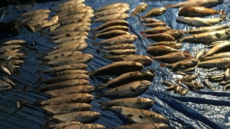 More than 1,000 fish died as a result of sewage in rivers